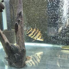 ダトニオプラスワン