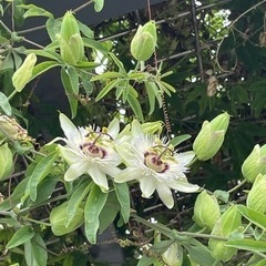 昭和の懐メロを一緒に歌える仲間募集(*´∀`)人(´∀｀*)