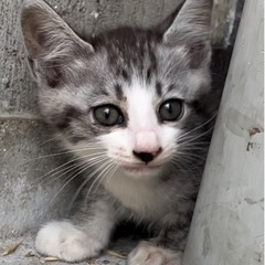 1匹決まりました🐱💞