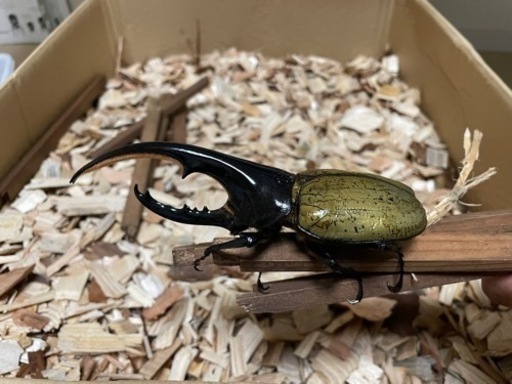 ヘラクレスオオカブト①  DHH ♂ 134mm