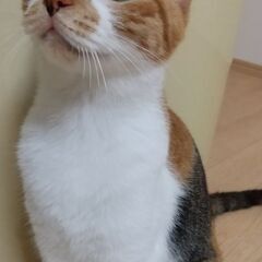 兄妹で迎えられました！優しい三毛娘 - 横浜市
