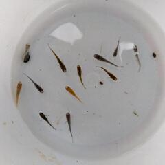 値下げ。未選別メダカ（20匹）格安の画像