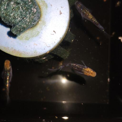 （受け渡し者決定）オーロララメメダカ　丹頂ラメメダカ 　オス1 メス2