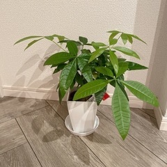 パキラ