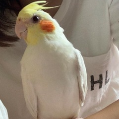 甘えん坊の手乗りオカメインコ🦜