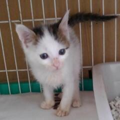 白キジぶち　黒白たび　女の子　生後２ヶ月　保護猫🐾　再募集