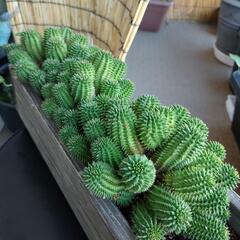 多肉植物　ユーフォルビア　スザンナエ