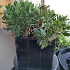 多肉植物　金のなる木の画像