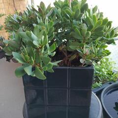 多肉植物　金のなる木の画像