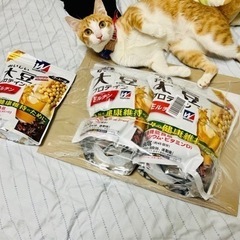 誰かこの猫見ませんでしたか！？