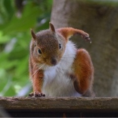 無料でインナーチャイルド診断します！！