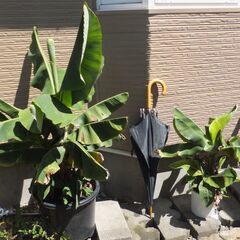 バナナの苗を無料でお分けします。の画像