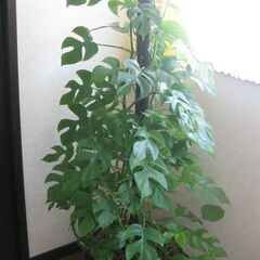 観葉植物♡ヒメモンステラ♡大鉢ヘゴ仕立て♪