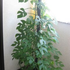 観葉植物♡ヒメモンステラ♡大鉢ヘゴ仕立て♪