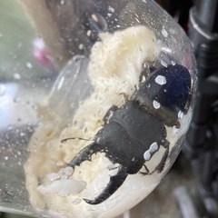 ヒラタクワガタ