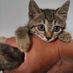 0才２ヶ月未満の子猫です