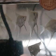 プラチナエンゼルフィッシュ　稚魚６匹の画像