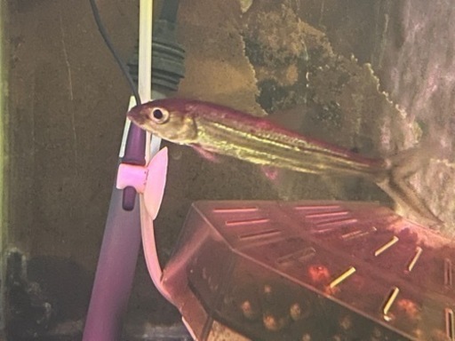 スレンダータイガーフィッシュ