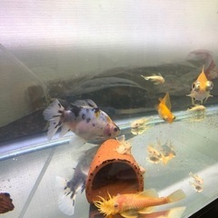 引越しにより4/4まで。ブルーアイゴールデンブッシープレコ　1匹　Mサイズ　4〜5センチの画像