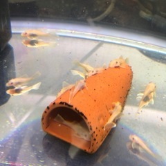 引越しにより4/4まで。ブルーアイゴールデンブッシープレコ　1匹　Mサイズ　4〜5センチの画像