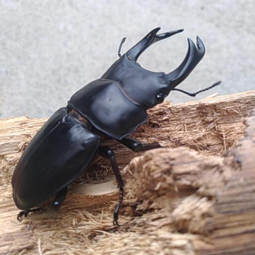 [再掲] オオクワガタ（オス×3、メス×2）セット