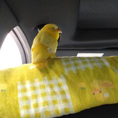 助けてください！セキセインコが迷子になりました。情報求みます！