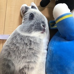 ぬいぐるみの画像