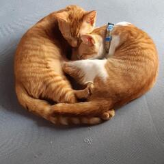 里親募集中