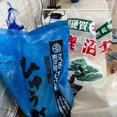 塊根植物　用土　グラキリス　アガベの画像