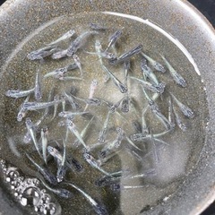 サファイアメダカ めだか 🐟