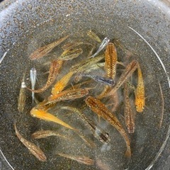 琥珀ラメメダカ めだか 🐟