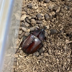 カブトムシ