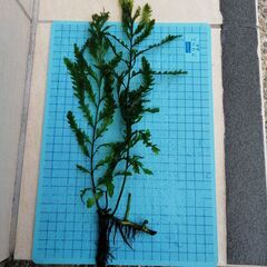 水草　ボルビティス ヒュディロティ(無農薬)　大株
