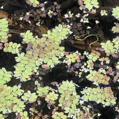 サンショウモ(水草)