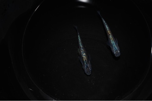 【メダカ】ラメ王×サファイア（背鰭無）