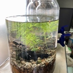 【受付終了】メダカリウム④ そのまま飼育 水替え簡単