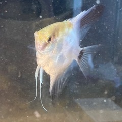 エンゼルフィッシュ