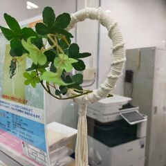 マクラメリース　8/13の画像