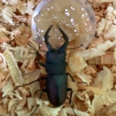 クワガタ差し上げますの画像