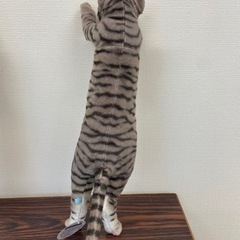 御購入者様　決定　２匹セット　猫コラぬいぐるみ　（作っちゃいました）　約６0センチの画像