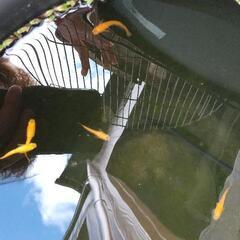 幹之、楊貴妃の画像