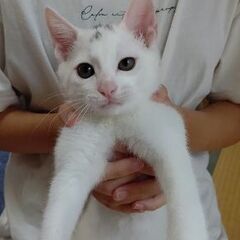 子猫(白)里親募集です！