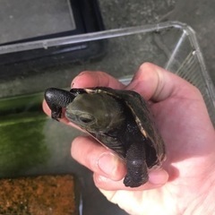日本イシガメ