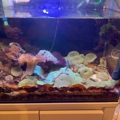 海水魚水槽セットの画像