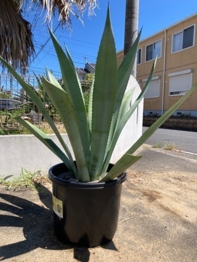 アガベ　アオノリュウゼツラン　②