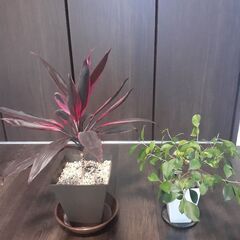 観葉植物　ガジュマル　他