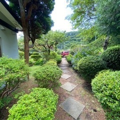 室蘭市沢町の庭木等無料にてご提供いたします。