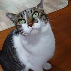 人懐っこい猫です。メス 9才