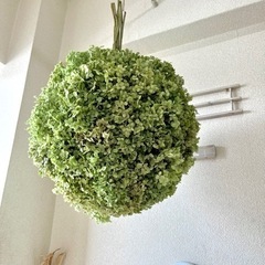 アナベル紫陽花フライングボールリースの画像