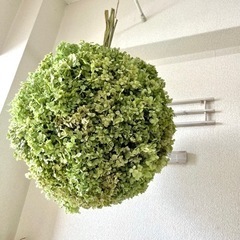 アナベル紫陽花フライングボールリースの画像